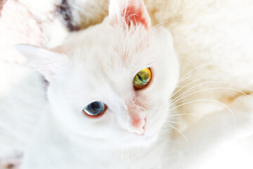 White cat with different color eyes. Turkish angora. Van cat with blue and green eye lies on bed. Adorable domestic pets, heterochromia