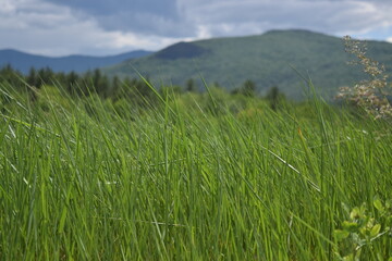 Tall Grass in Meadow