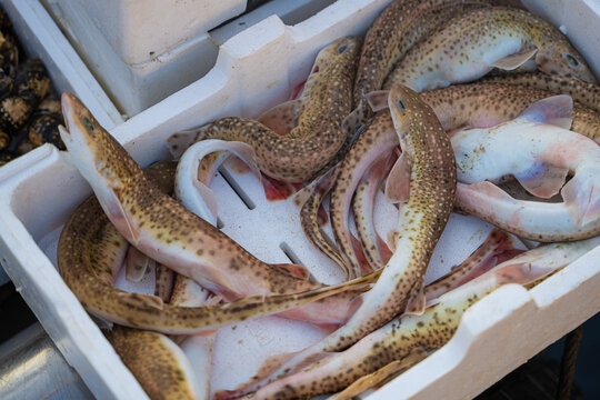 Boxes of freshly caught fish, paranza and octopuses from the Tyrrhenian Sea. Bright colors and freshness of the fish.