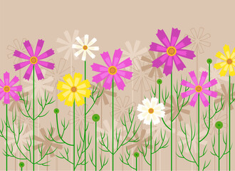 Cosmea floral collection. Illustration of the cosmos flowers