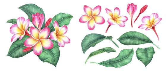 Watercolor botanical illustration. A set of a composition of plumeria flowers and leaves and individual elements from it. Frangipani. Isolated on a white background. For packaging design of cosmetics - obrazy, fototapety, plakaty