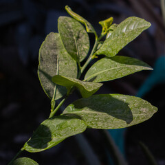 leaves on black background