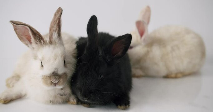 Adorable fluffy rabbits on white background. Static shot of cute furry black and white bunnies sitting together against gray background. Happy Easter Concept.