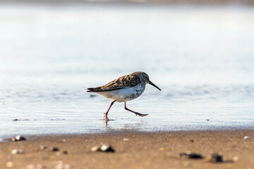 bird on the beach