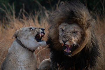 Fototapeta premium African lion mating ritual ending with barred teeth and growling 