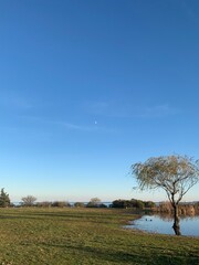 tree in the field with a lake and the moon in center in sky