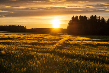 Golden sunset over the field. Österbotten/Pohjanmaa, Finland