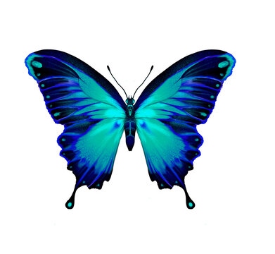 Blue Fake Butterfly Isolated White Background Stock Photo 464846450