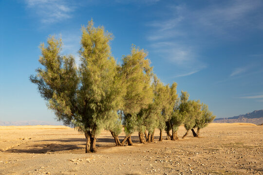 Tamarix Tall Trees in Desert, Iran