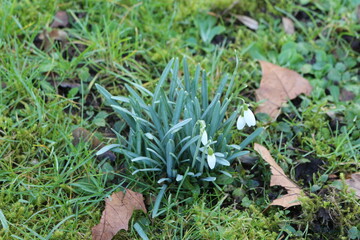 snowdrop plant in the grass 