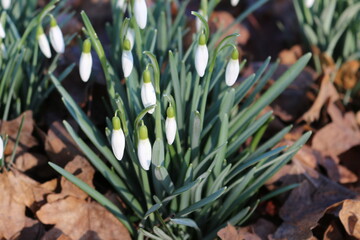 Obraz premium snowdrops with brown withered tree leaves