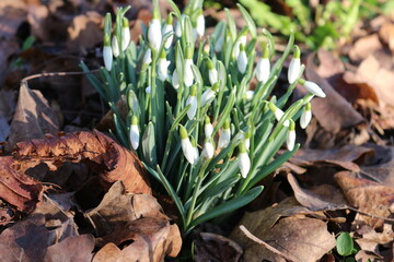 snowdrops in early spring with withered leaves