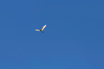 Cattle Egret (Bubulcus ibis)