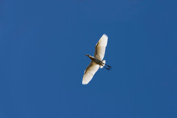 Cattle Egret (Bubulcus ibis)