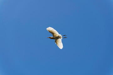 Cattle Egret (Bubulcus ibis)