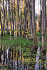 Spring landscape in the park with flooded trees