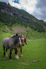 Three horse heads together in a valley, with a snowy mountain in the background, in Huesca (Spain)