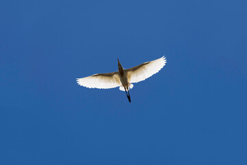 Cattle Egret (Bubulcus ibis)