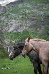Fototapeta premium Two horse heads together in a valley, with a snowy mountain in the background, in Huesca (Spain)