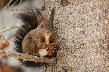 Eichhörnchen beim Frühstück (Binntal)