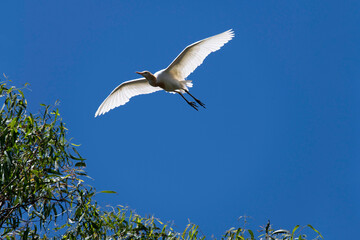 Cattle Egret (Bubulcus ibis)