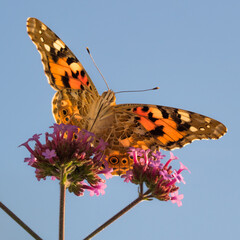 Painted lady (Vanessa cardui) during summer