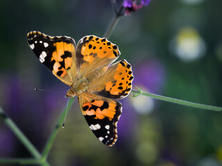 Painted lady (Vanessa cardui) during summer