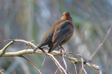 weibliche Amsel sitzt auf einem Zweig