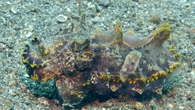 Underwater existence of radiant Metasepia pfefferi cuttlefish on seabed. Spellbinding realm of untamed marine life beguiles with its unique landscapes against canvas of sparkling, translucent water.