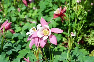 pink and white Columbine flowers