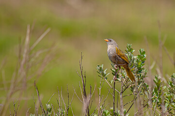 Bird1