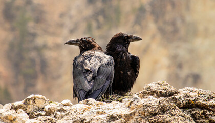 Raven Double Watch