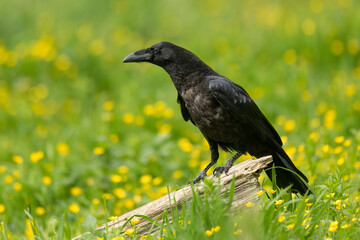 Raven bird ( Corvus corax ) close up