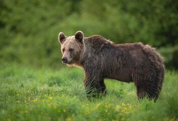 Wild brown bear ( Ursus arctos ) © Piotr Krzeslak