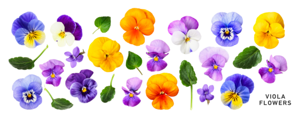 Viola pansy flower. Beautiful spring flowers and leaves set. PNG isolated with transparent background. Flat lay, top view. Without shadow.