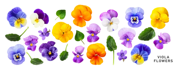 Fototapeten Viola pansy flower. Beautiful spring flowers and leaves set. PNG isolated with transparent background. Flat lay, top view. Without shadow. © ifiStudio