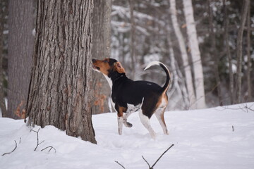 Treeing Walker Coonhound