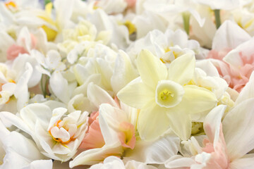 Obraz na płótnie Canvas Blossoming white and light yellow daffodils, pink hyacinths and spring flowers festive background, bright springtime bouquet floral card