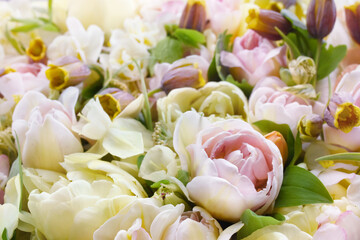 Obraz premium Blossoming light pink tulips, green leaves and spring flowers festive background, bright springtime bouquet floral card, flowerwall image