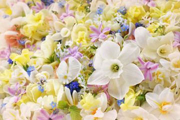Blossoming white and light yellow daffodils, pink hyacinths and spring flowers festive background, bright springtime bouquet floral card