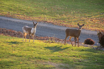 Piebald deer along with other females