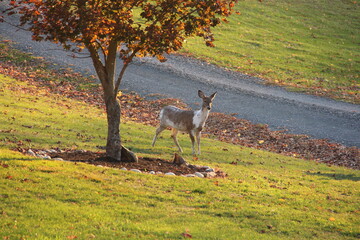 Piebald deer along with other females