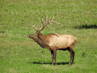Elk in Benezette PA during mating season