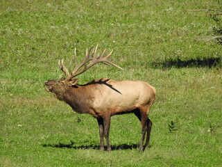 Elk in Benezette PA during mating season