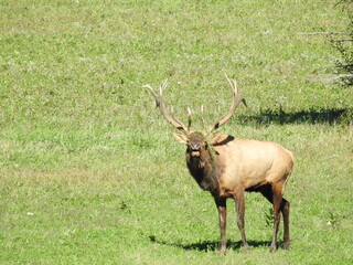 Naklejka na ściany i meble Elk in Benezette PA during mating season