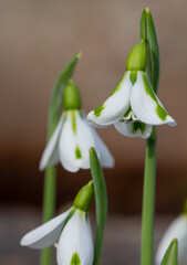 Galanthus South Hayes snowdrops in bloom