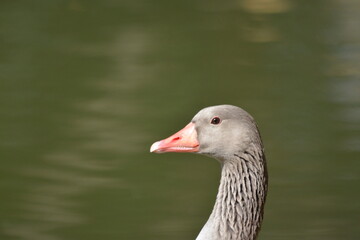 duck in the water