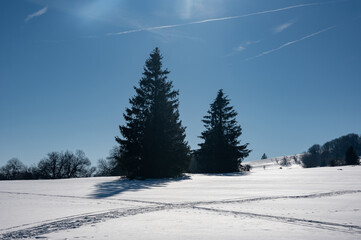 Fir trees in winter with snow and blue sky