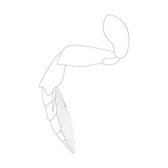Diving beetle hind leg. Natatorial leg. Black and white illustration.