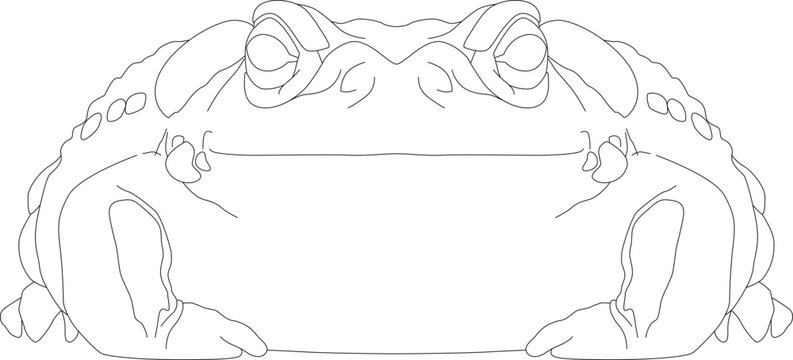 Colorado River Toad of the Colorado River, Bufo alvarius a toad from the Sonoran desert with poisonous toxin hallucinogenic glands frog warty, warts toad tailless, amphibians from the front view conto